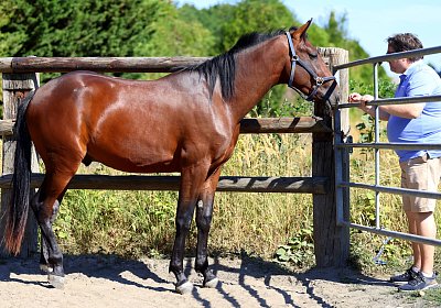 Peterhof 2026 07 31 9N1A4953 Oro