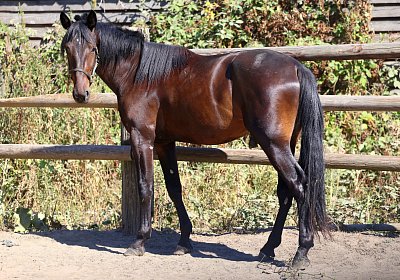 Peterhof 2026 07 31 9N1A4974 Loving