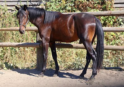 Peterhof 2026 07 31 9N1A4979 Loving