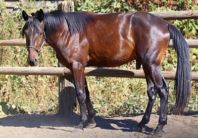 Peterhof 2026 07 31 9N1A4981 Loving