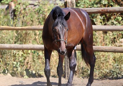Peterhof 2026 07 31 9N1A4986 Loving
