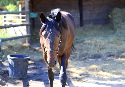 Peterhof 2026 07 31 9N1A4994 Loving