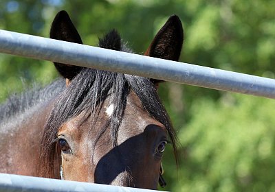 Peterhof 2026 07 31 9N1A5020 Loving