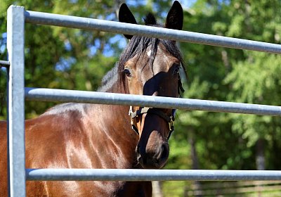 Peterhof 2026 07 31 9N1A5022 Loving