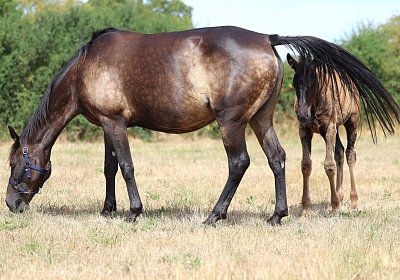 Fligny 2026 08 01 9N1A4529 Quick Lady Canone