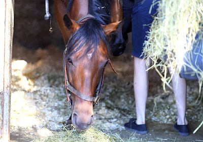 Lamorlaye 2026 08 01 9N1A3019 Beau Gars