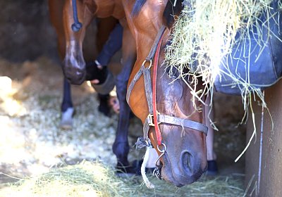 Lamorlaye 2026 08 01 9N1A3022 Beau Gars