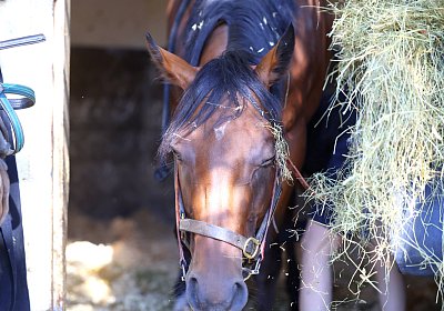 Lamorlaye 2026 08 01 9N1A3026 Beau Gars
