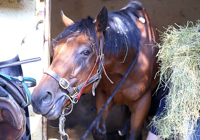 Lamorlaye 2026 08 01 9N1A3029 Beau Gars