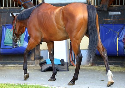 Lamorlaye 2026 08 01 9N1A3171 Beau Gars