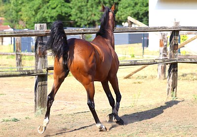 Lamorlaye 2026 08 01 9N1A3445 Zara
