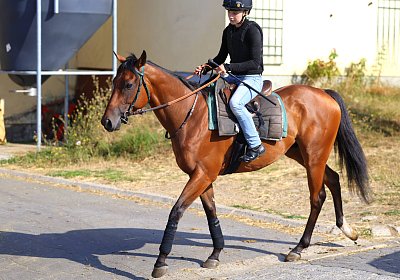 Lamorlaye 2026 08 01 9N1A3451 Beau Gars