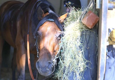 Lamorlaye 2026 08 01 9N1A3675 Beau Gars