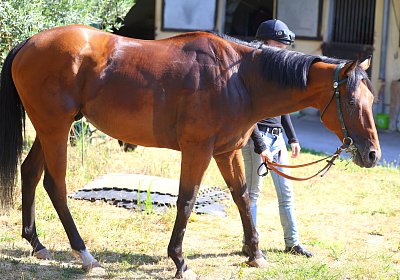 Lamorlaye 2026 08 01 9N1A3692 Beau Gars