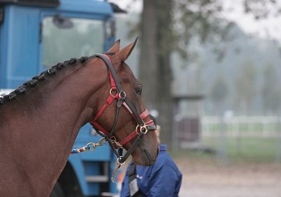 Jetzt sieht er die Rennbahn!