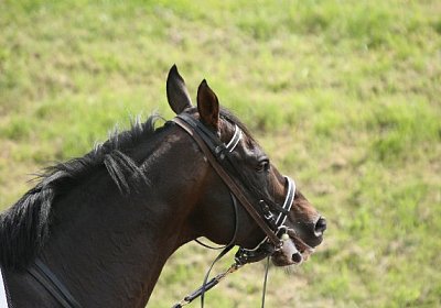 IMG 1210 600x400.jpg