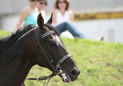 IMG 1212 600x400.jpg