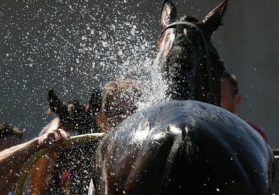 IMG 8341 600x400.jpg