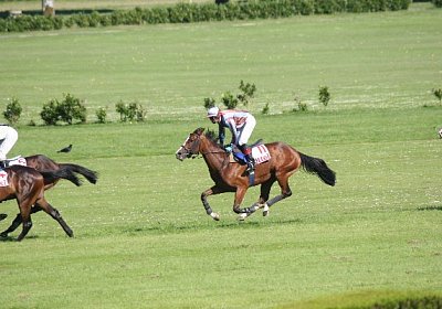 IMG 8461 600x400.jpg