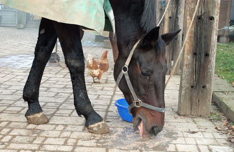 Galion noch ohne Huhn