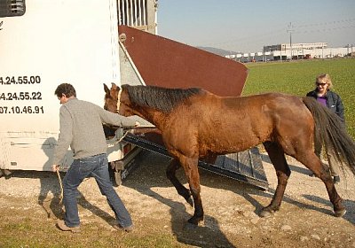 Zottel ist doch eine (SVP)-Ziege...